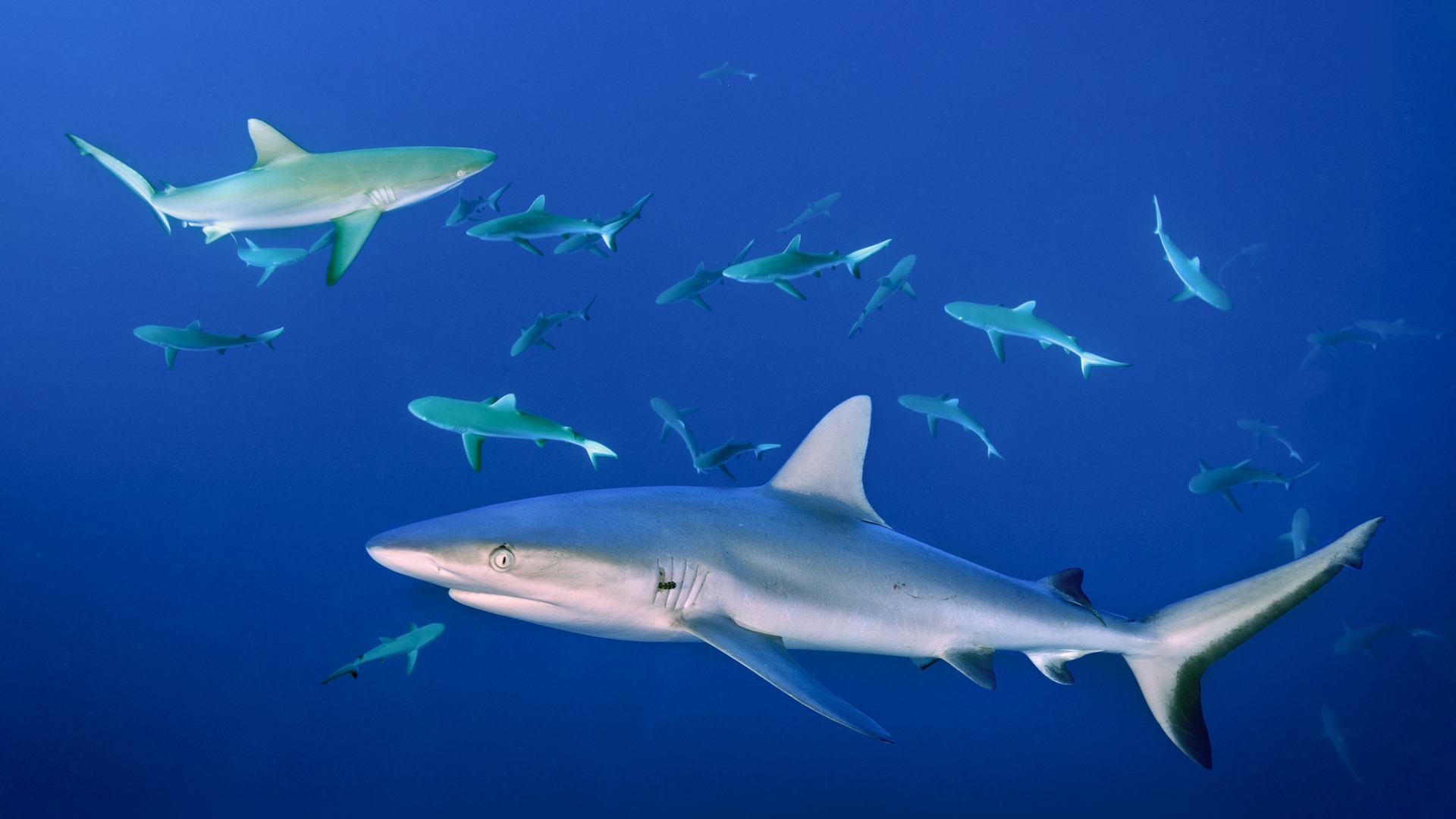 Mexico | Sharks and Schools of Socorro