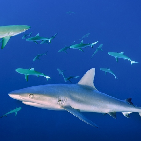 Mexico | Sharks and Schools of Socorro