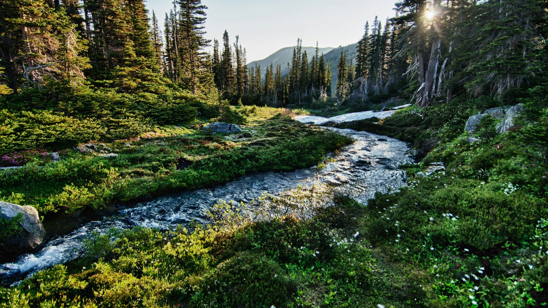USA | Olympic National Park: Mist and Majesty