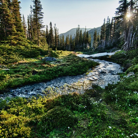 USA | Olympic National Park: Mist and Majesty