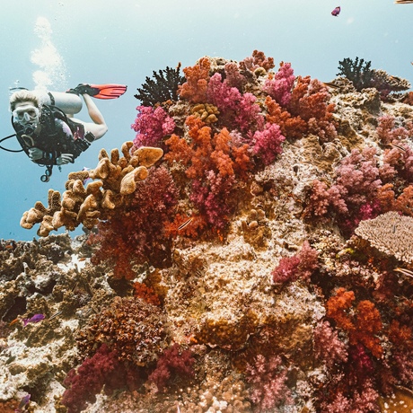 Fiji | Diving the Coral Slopes