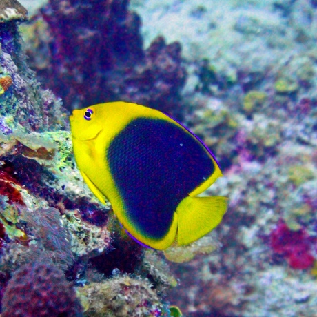 Maldives | Reef Symphony