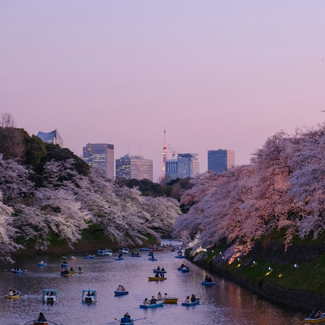 Cherry Blossom Dreams in Tokyo